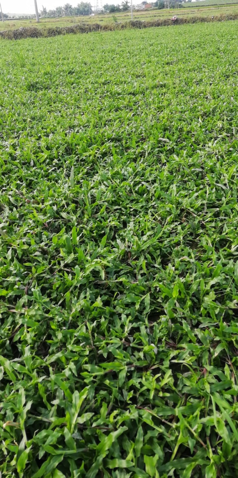 大叶油草