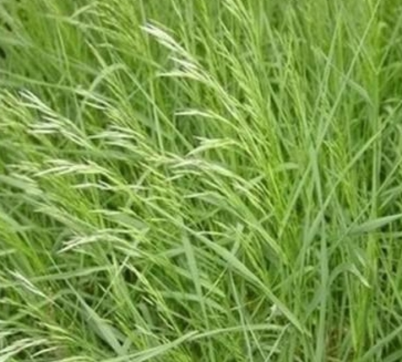 无芒雀麦种子牧草雀麦草种子产量高耐低温种籽