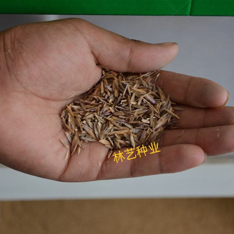 无芒雀麦种子牧草雀麦草种子产量高耐低温种籽