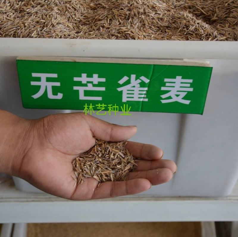 无芒雀麦种子牧草雀麦草种子产量高耐低温种籽