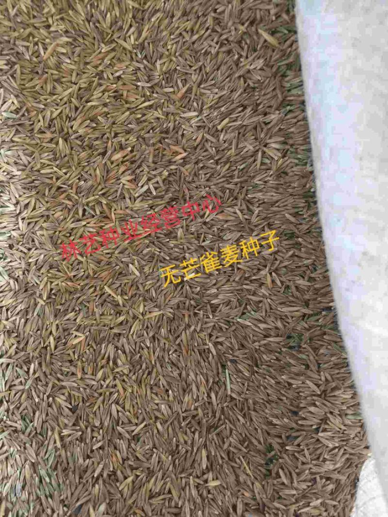 无芒雀麦种子牧草雀麦草种子产量高耐低温种籽