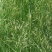 无芒雀麦种子牧草雀麦草种子产量高耐低温种籽
