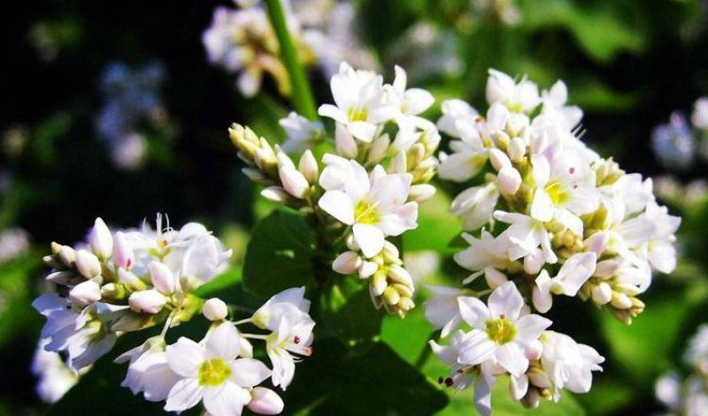 甜荞麦种子四季种植新种高芽苗菜蜜源饲料牧草荞麦草