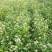 甜荞麦种子四季种植新种高芽苗菜蜜源饲料牧草荞麦草