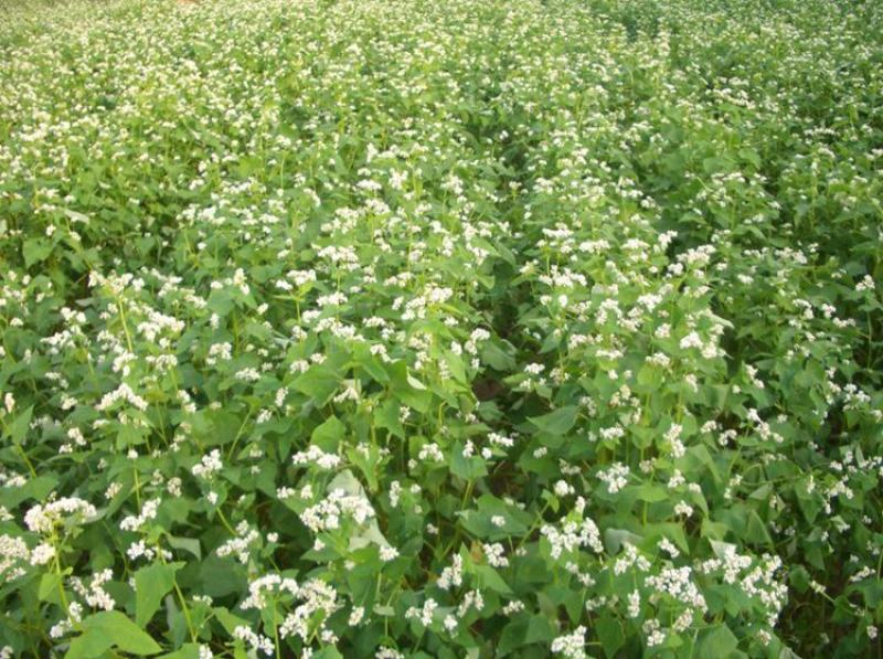 甜荞麦种子四季种植新种高芽苗菜蜜源饲料牧草荞麦草