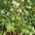 甜荞麦种子四季种植新种高芽苗菜蜜源饲料牧草荞麦草