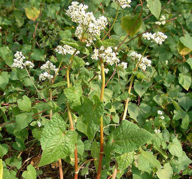甜荞麦种子四季种植新种高芽苗菜蜜源饲料牧草荞麦草