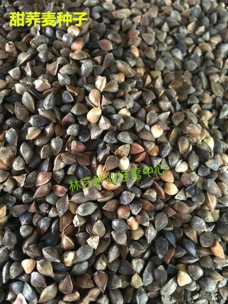 甜荞麦种子四季种植新种高芽苗菜蜜源饲料牧草荞麦草