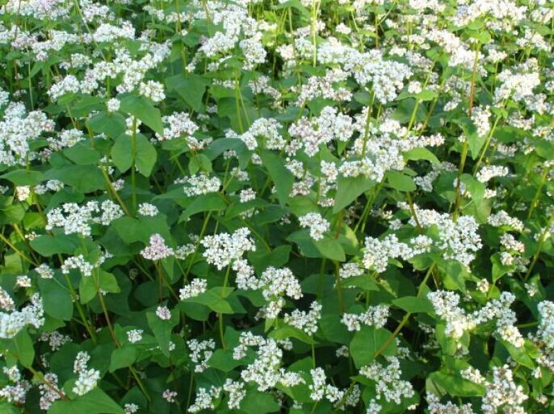 甜荞麦种子四季种植新种高芽苗菜蜜源饲料牧草荞麦草