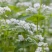 甜荞麦种子四季种植新种高芽苗菜蜜源饲料牧草荞麦草