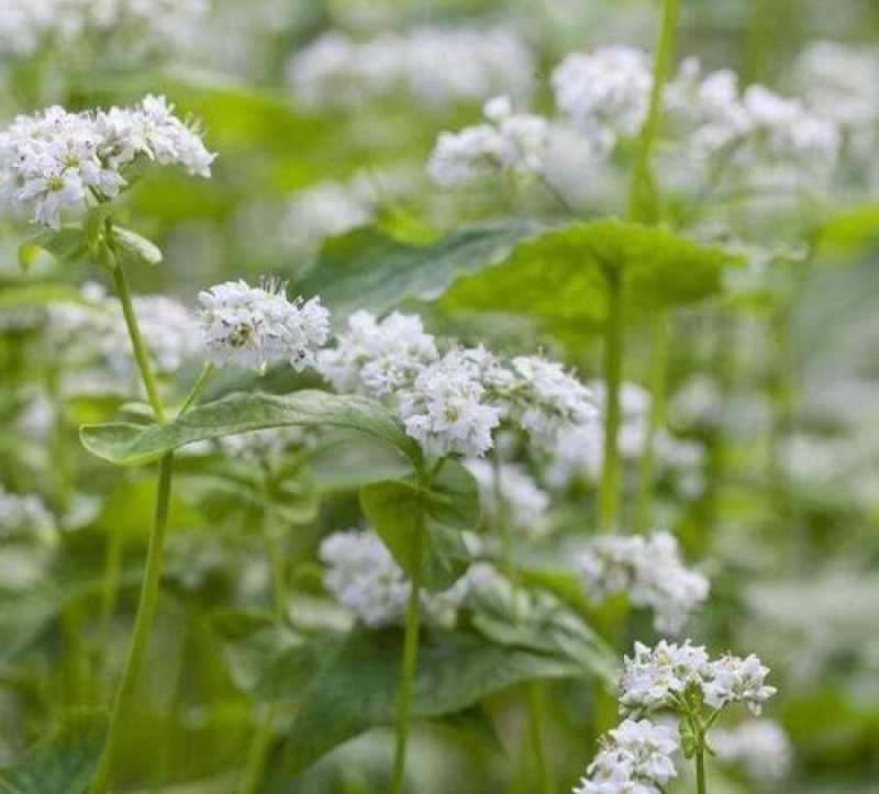 甜荞麦种子四季种植新种高芽苗菜蜜源饲料牧草荞麦草