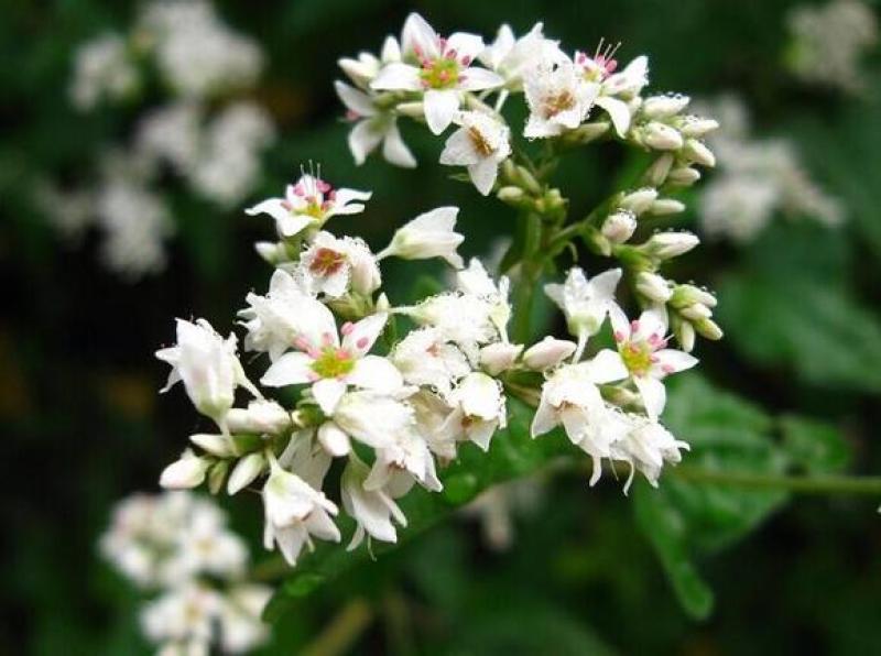 甜荞麦种子四季种植新种高芽苗菜蜜源饲料牧草荞麦草