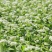 甜荞麦种子四季种植新种高芽苗菜蜜源饲料牧草荞麦草