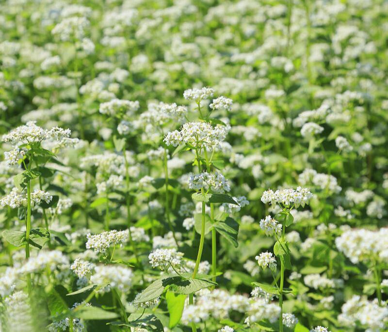 甜荞麦种子四季种植新种高芽苗菜蜜源饲料牧草荞麦草