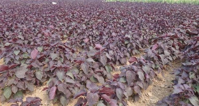 野生紫苏苗农家新鲜现挖紫苏叶紫苏盆栽