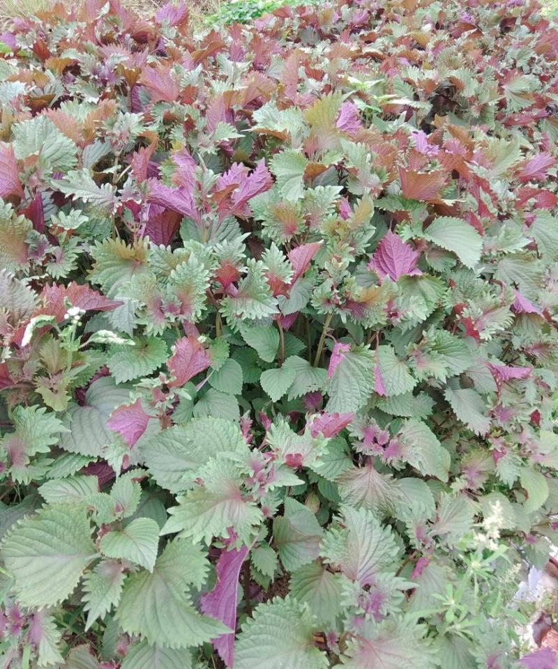 野生紫苏苗农家新鲜现挖紫苏叶紫苏盆栽