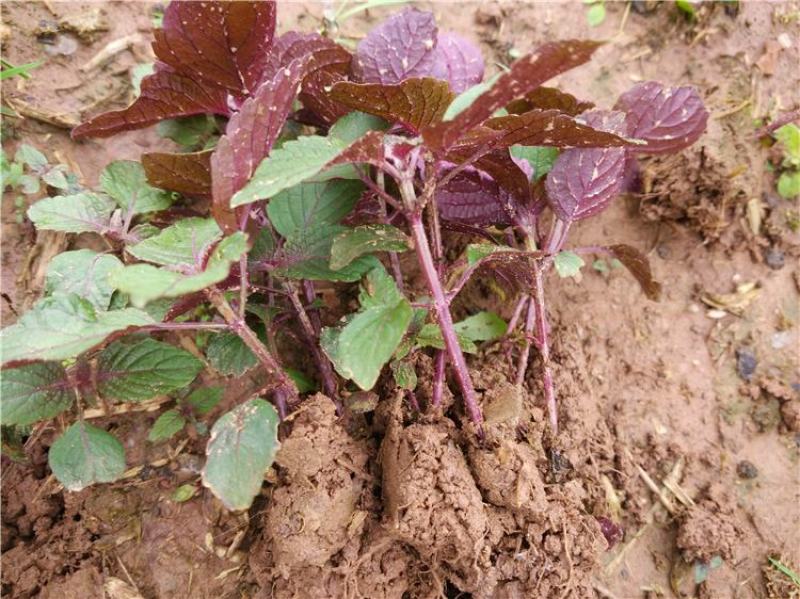 野生紫苏苗农家新鲜现挖紫苏叶紫苏盆栽