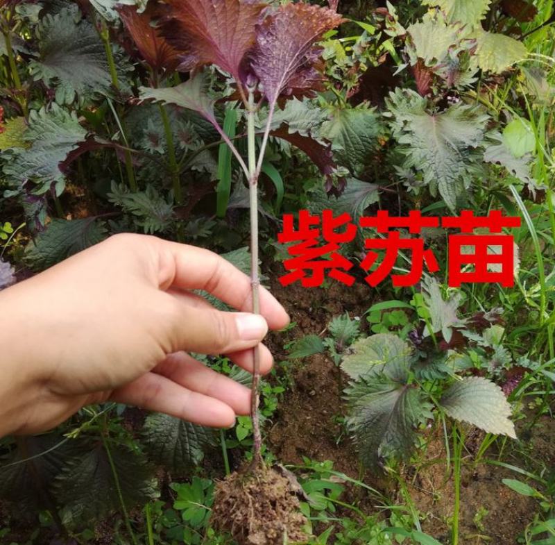 野生紫苏苗农家新鲜现挖紫苏叶紫苏盆栽