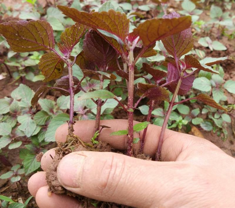 野生紫苏苗农家新鲜现挖紫苏叶紫苏盆栽