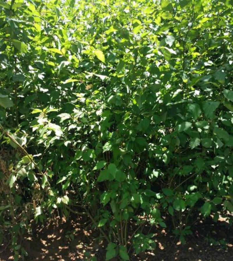 紫丁香树苗丁香苗地栽盆栽丁香花庭院植物别墅观赏风景树