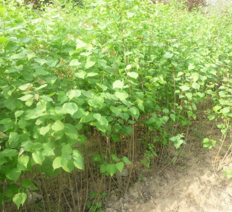 紫丁香树苗丁香苗地栽盆栽丁香花庭院植物别墅观赏风景树