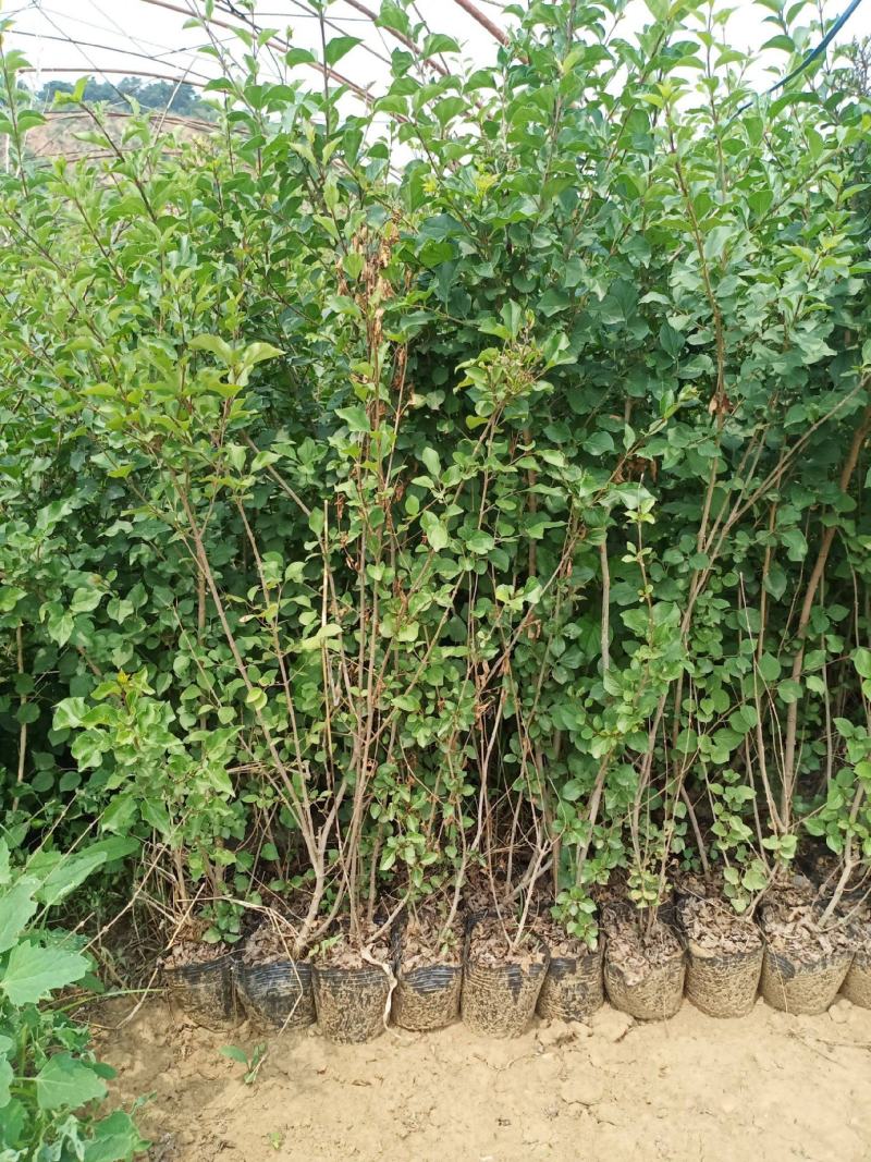 紫丁香树苗丁香苗地栽盆栽丁香花庭院植物别墅观赏风景树