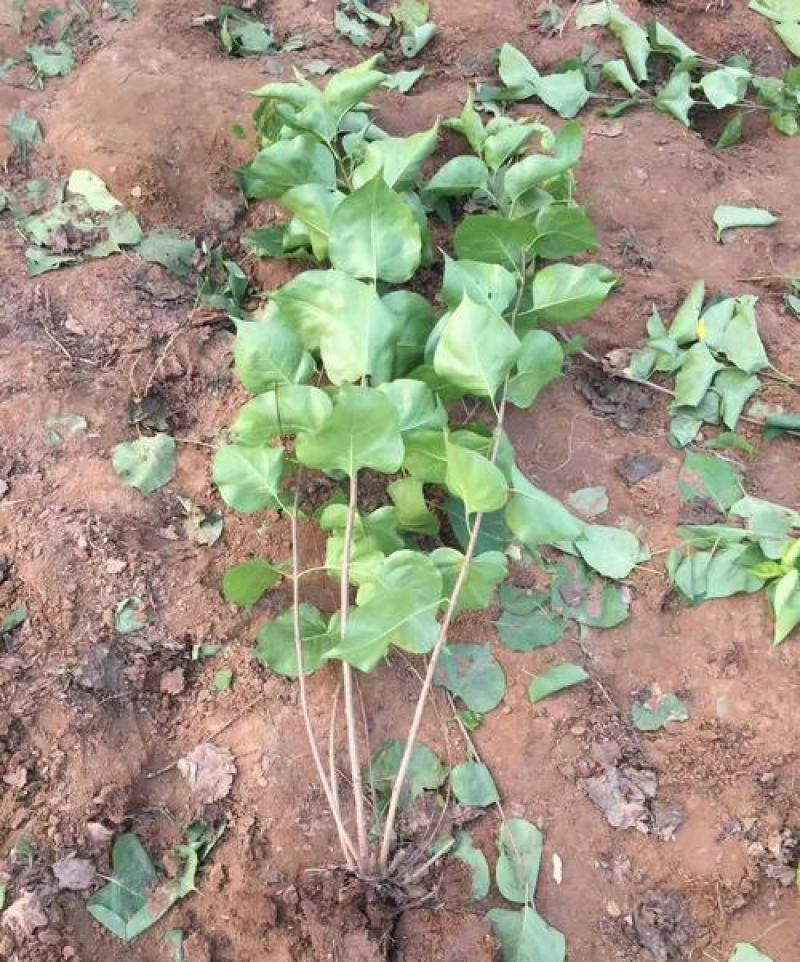 紫丁香树苗丁香苗地栽盆栽丁香花庭院植物别墅观赏风景树