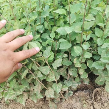 紫丁香树苗丁香苗地栽盆栽丁香花庭院植物别墅观赏风景树