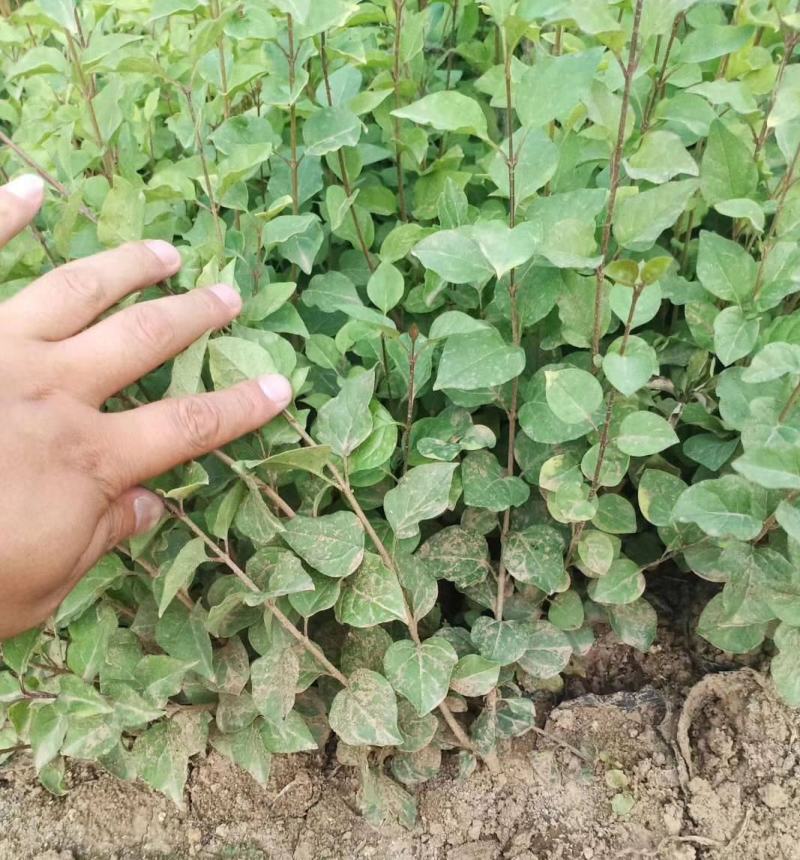 紫丁香树苗丁香苗地栽盆栽丁香花庭院植物别墅观赏风景树