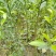 酸桔种子柚子种子酸柑种子柑橘苗砧木种子枳壳种子酸橘种
