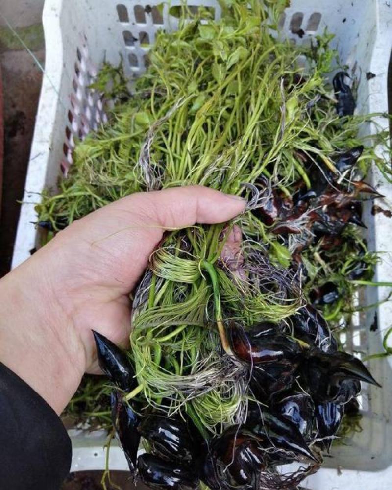 菱角种子老菱角种子四季水生植物蔬菜高产红菱角种子青菱角