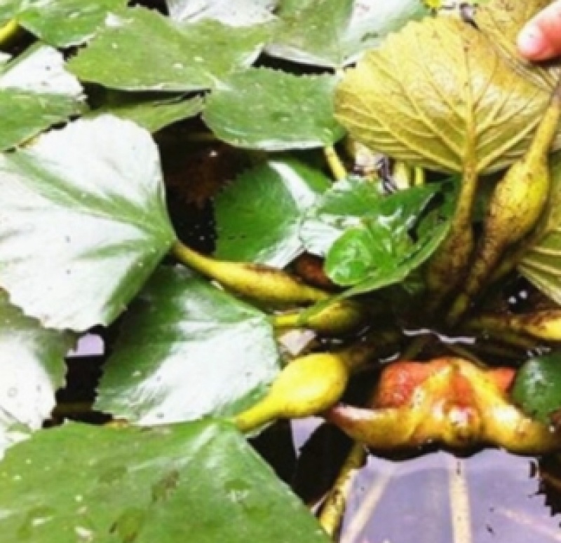 菱角种子老菱角种子四季水生植物蔬菜高产红菱角种子青菱角