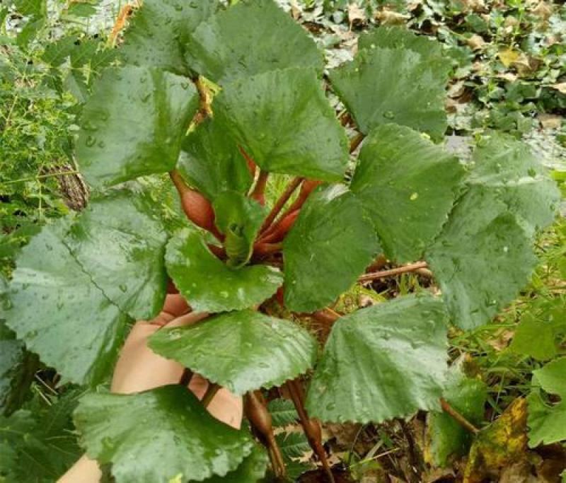 菱角种子老菱角种子四季水生植物蔬菜高产红菱角种子青菱角