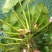 菱角种子老菱角种子四季水生植物蔬菜高产红菱角种子青菱角