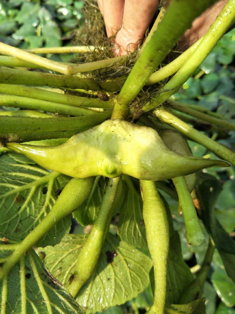 菱角种子老菱角种子四季水生植物蔬菜高产红菱角种子青菱角