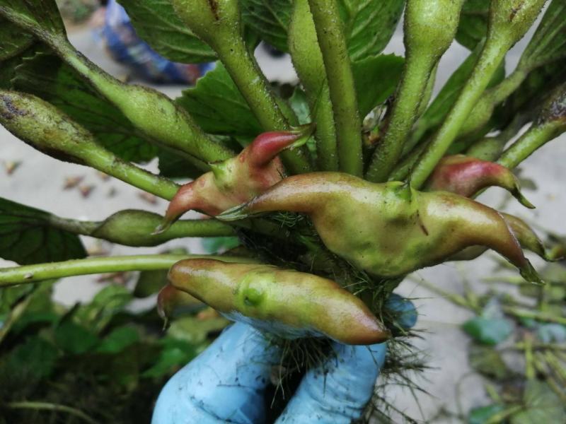 菱角种子老菱角种子四季水生植物蔬菜高产红菱角种子青菱角