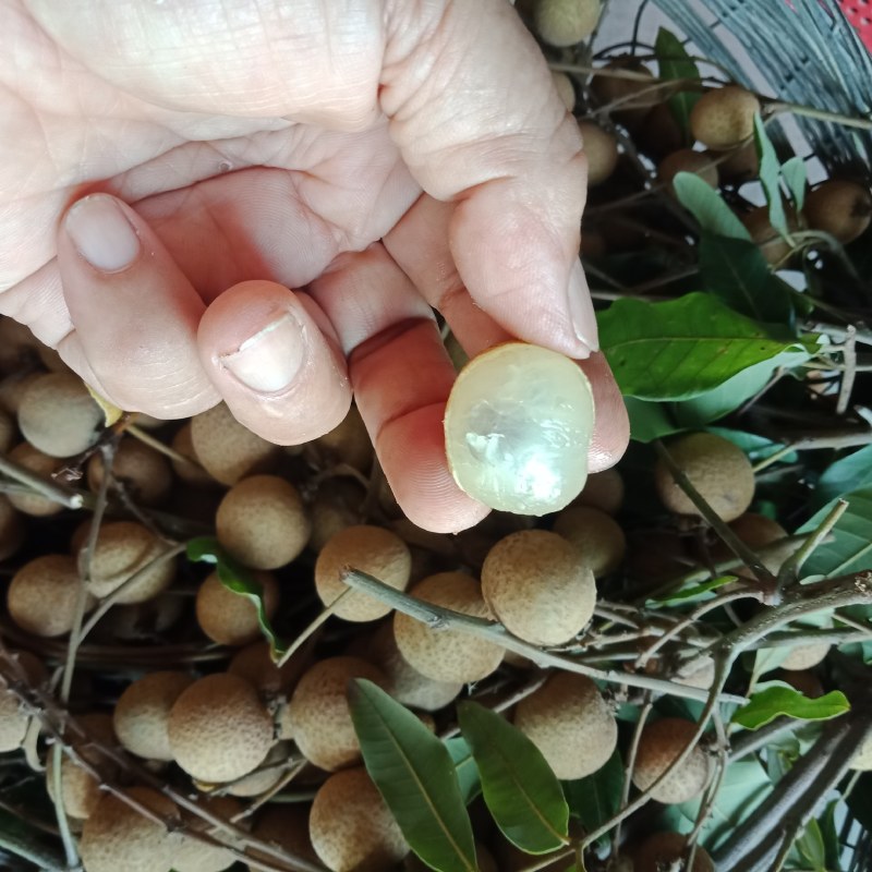 石硖丶古山龙眼，肉厚脆甜，质优价廉