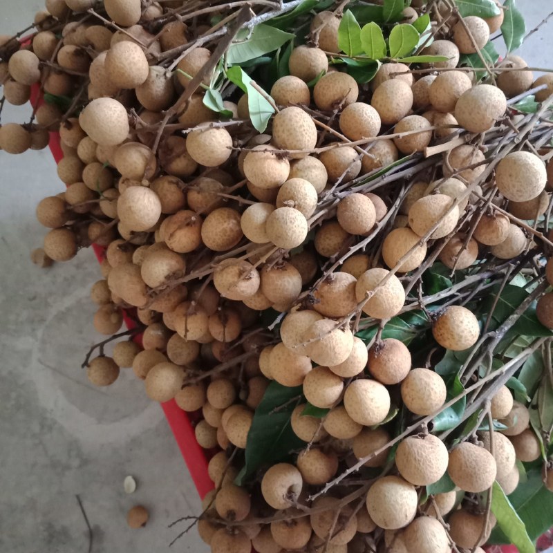 石硖丶古山龙眼，肉厚脆甜，质优价廉