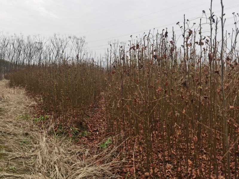 江西九江枫香小苗培育种植基地