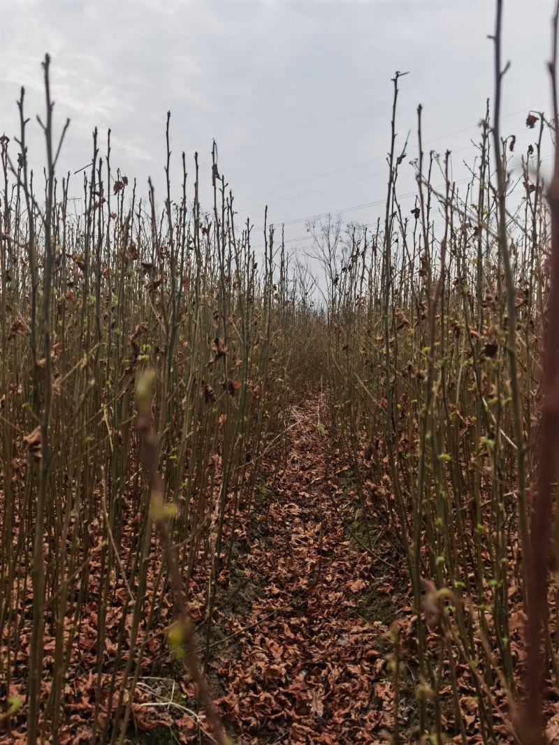 江西九江枫香小苗培育种植基地