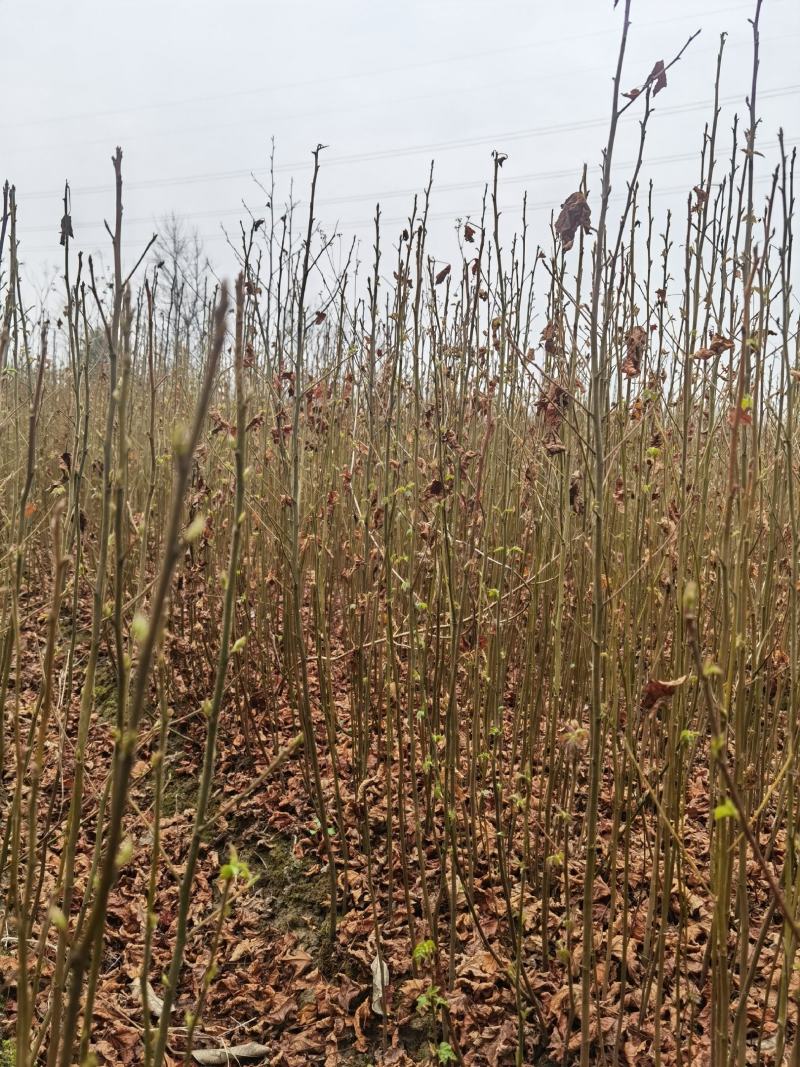江西九江枫香小苗培育种植基地