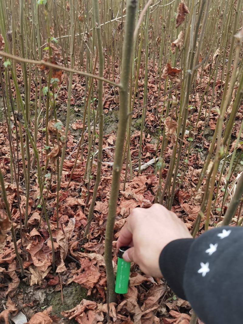 江西九江枫香小苗培育种植基地