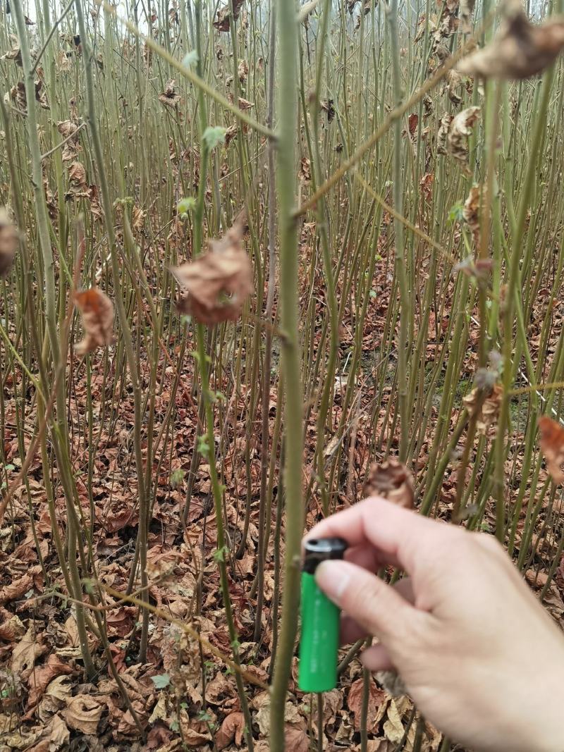 江西九江枫香小苗培育种植基地