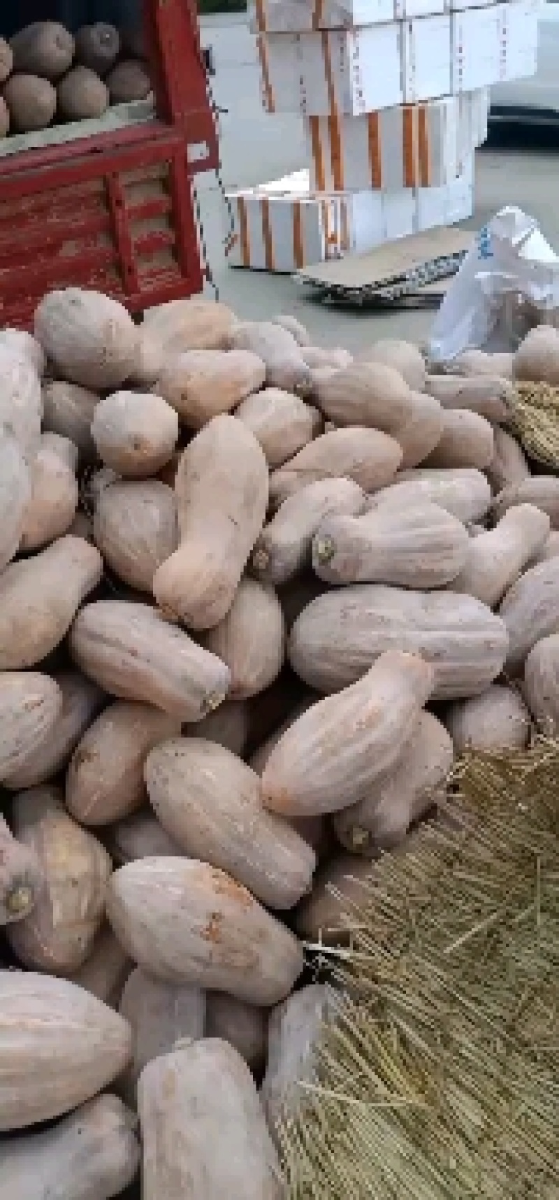 金韩密本，产地直销，每天有现货供应欢迎预订