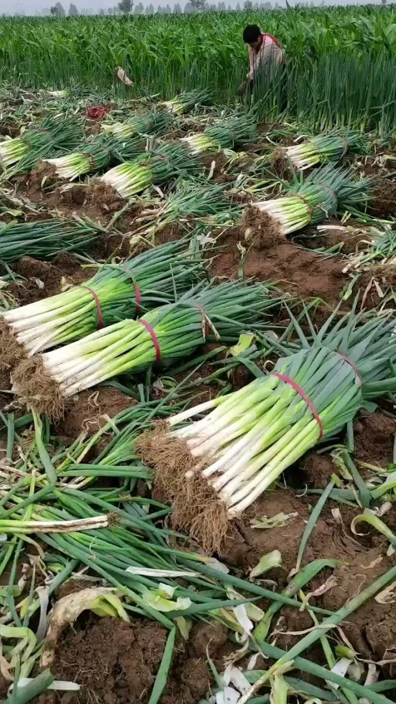 长白大葱