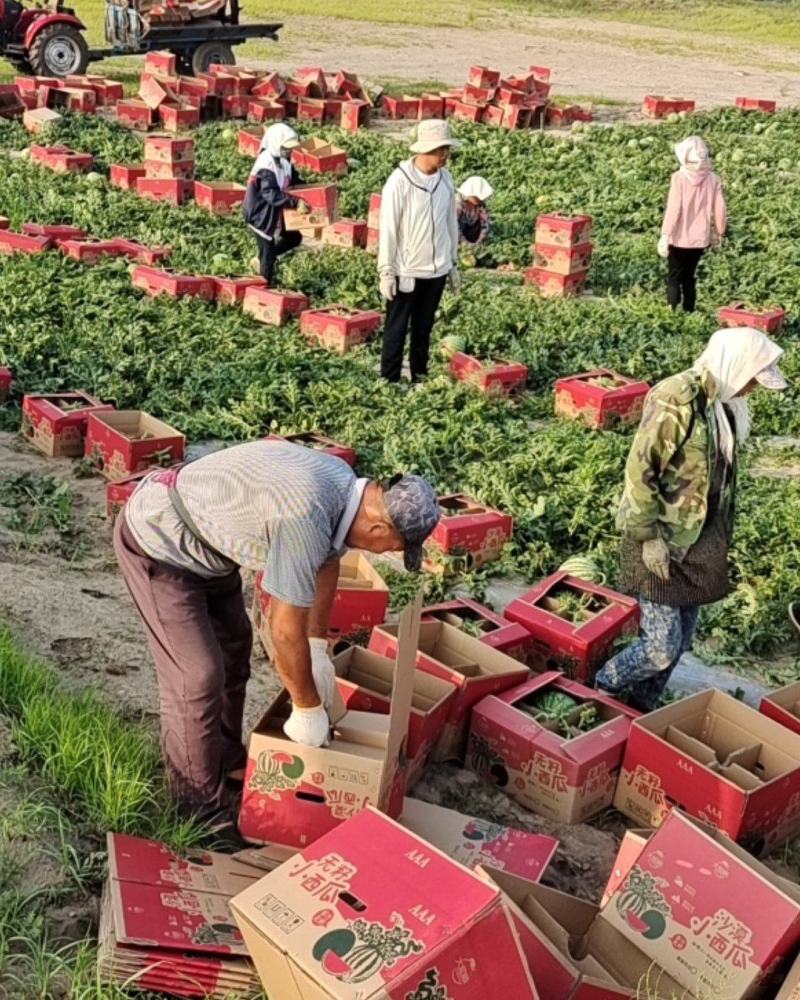 （精品沙地小西瓜）内蒙古通辽沙地帅瞳小西瓜！口感甘甜爽口