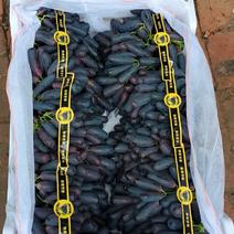 河北蓝宝石葡萄大量上市口感好货量足有需要的请联系