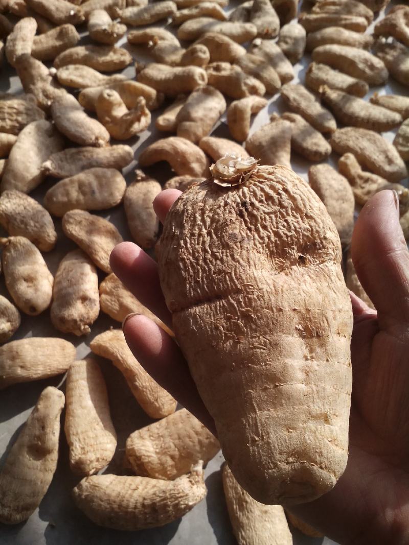 干天麻片丶无硫天麻片丶红天麻片产地直销，可一件代发