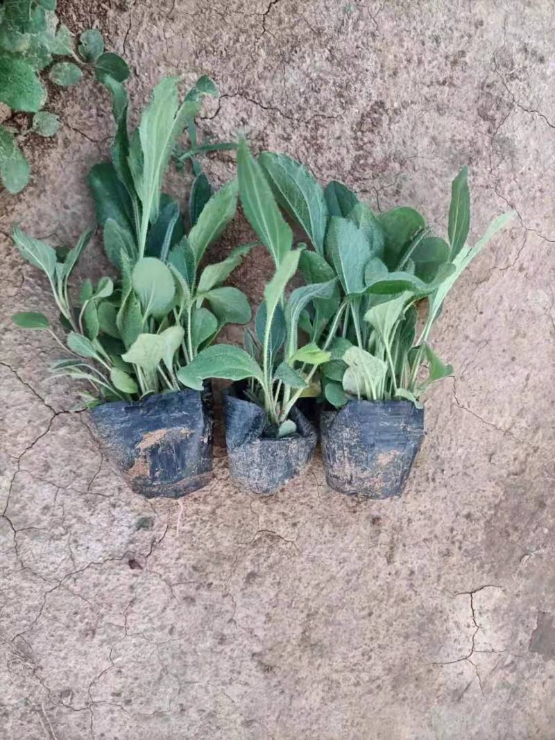 黑心菊青州学起花卉基地直发随时视频看货