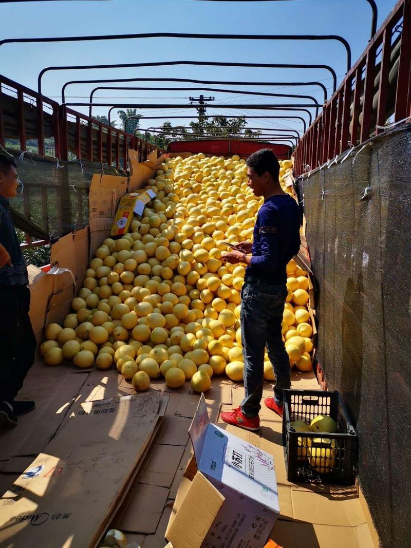 万亩三红蜜柚基地大量上市年产2000万斤以上货源充足
